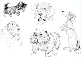 Hundestudien