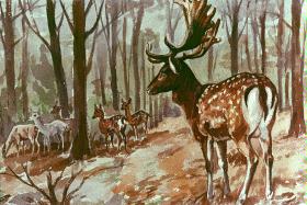 Damhirsch