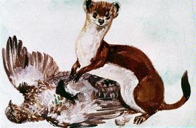 Wiesel