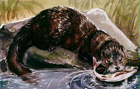 Fischotter